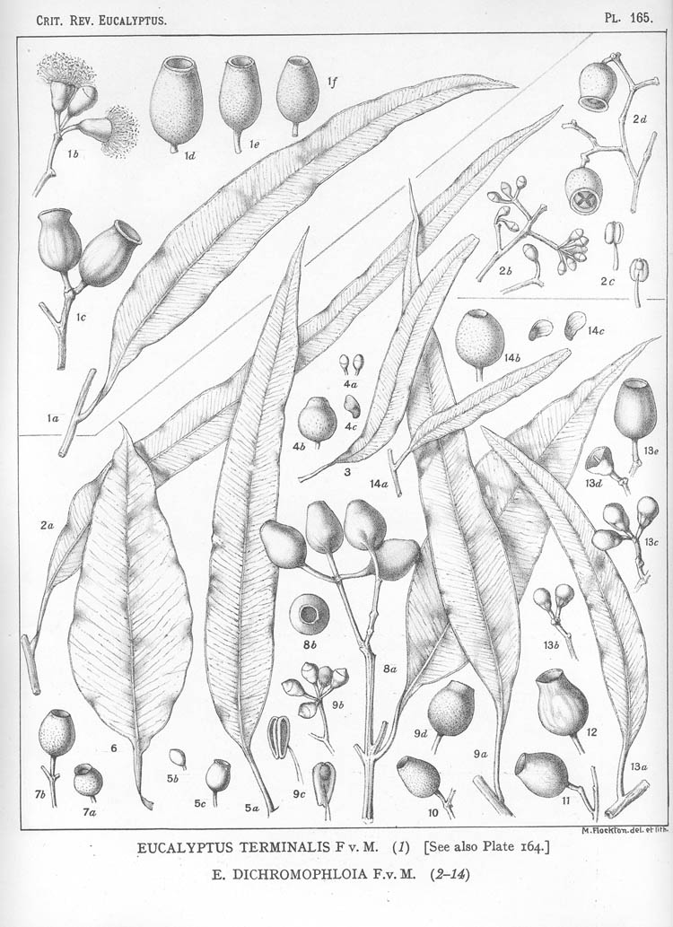 A critical revision of the genus Eucalyptus (Volume 4): Plate 165