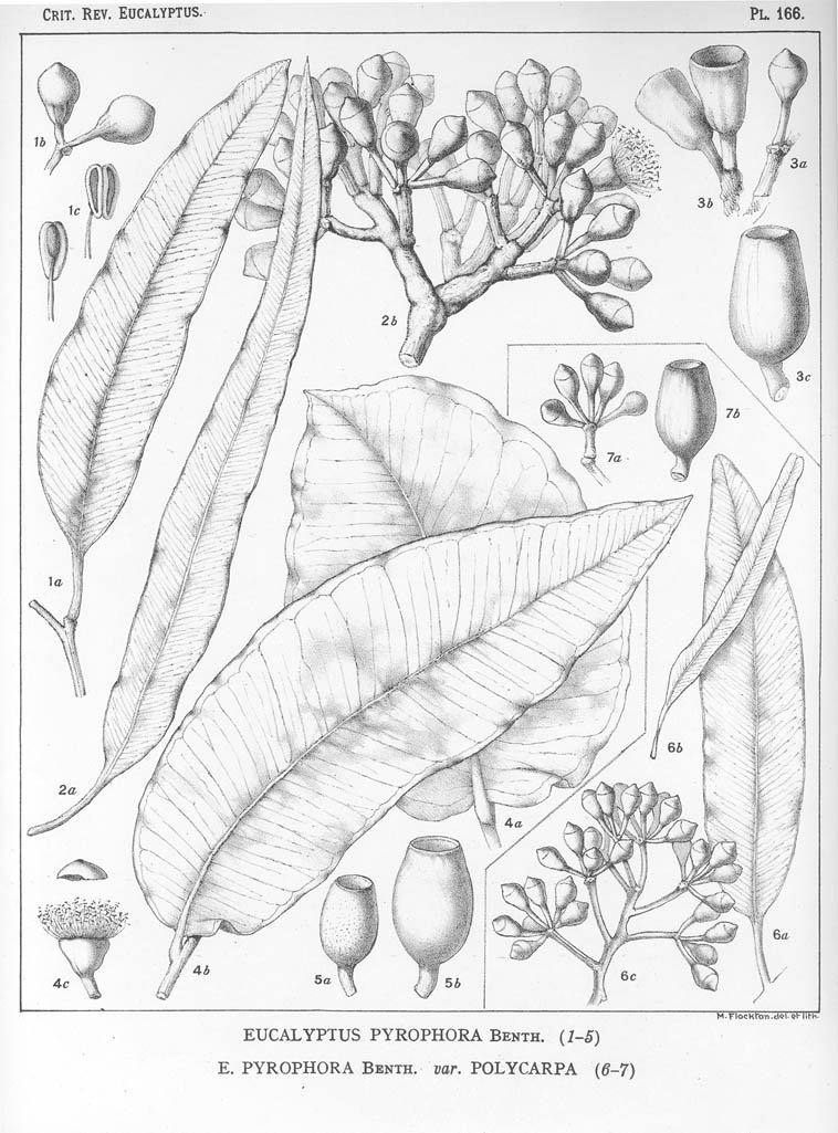 A critical revision of the genus Eucalyptus (Volume 4): Plate 166