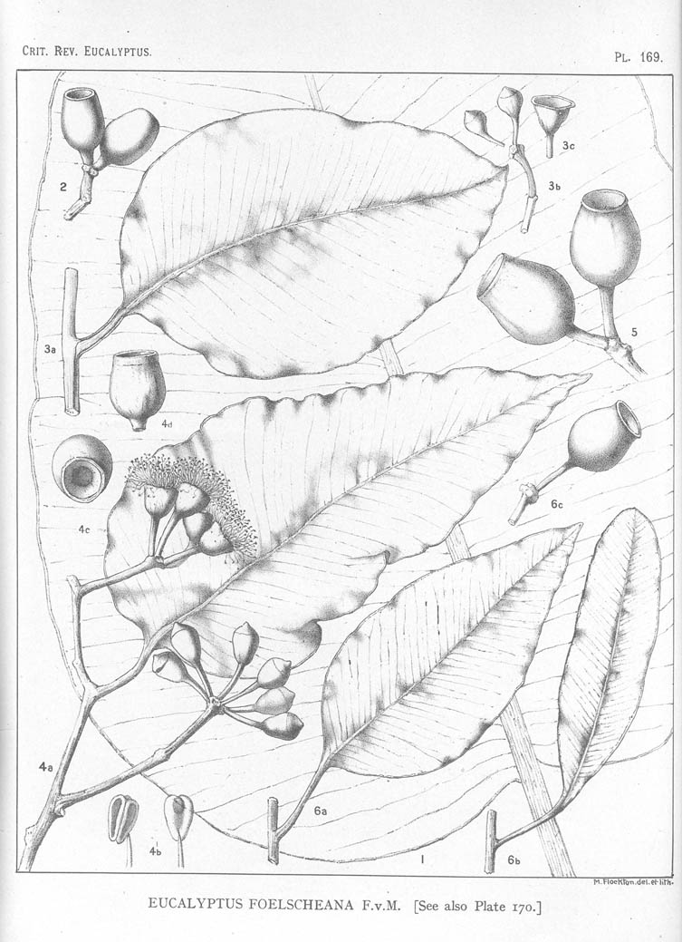 A critical revision of the genus Eucalyptus (Volume 5): Plate 169
