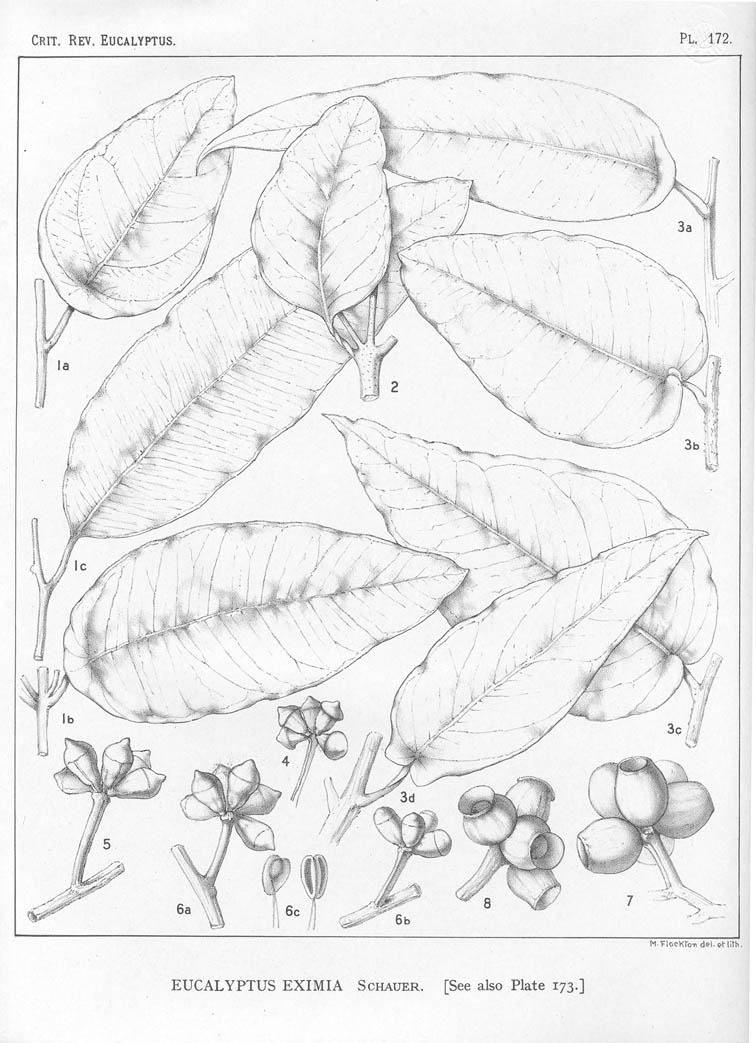 A critical revision of the genus Eucalyptus (Volume 5): Plate 172