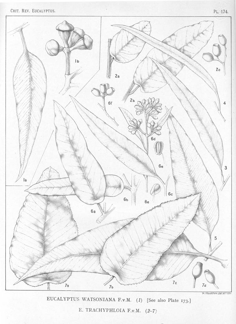 A critical revision of the genus Eucalyptus (Volume 5): Plate 174