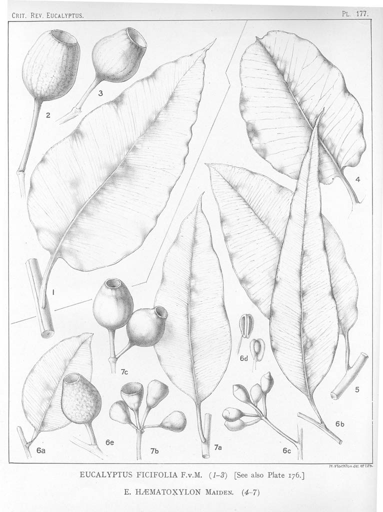A critical revision of the genus Eucalyptus (Volume 5): Plate 177