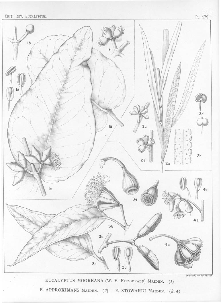 A critical revision of the genus Eucalyptus (Volume 5): Plate 179