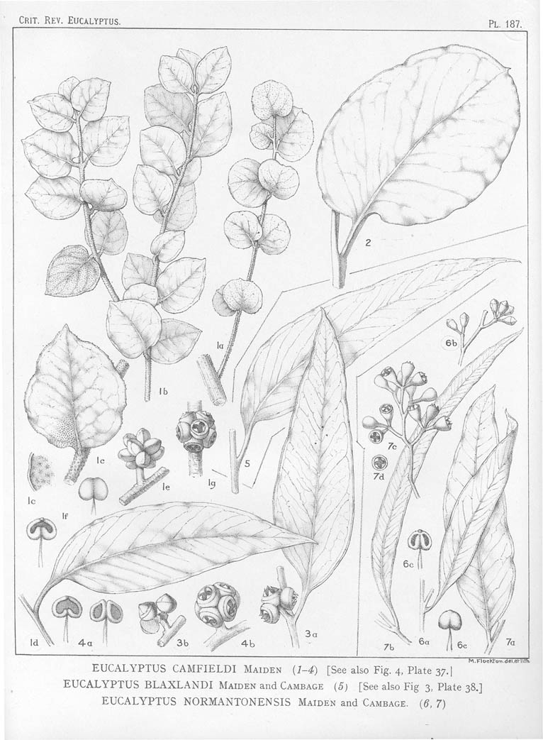 A critical revision of the genus Eucalyptus (Volume 5): Plate 187
