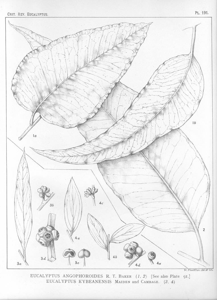 A critical revision of the genus Eucalyptus (Volume 5): Plate 191