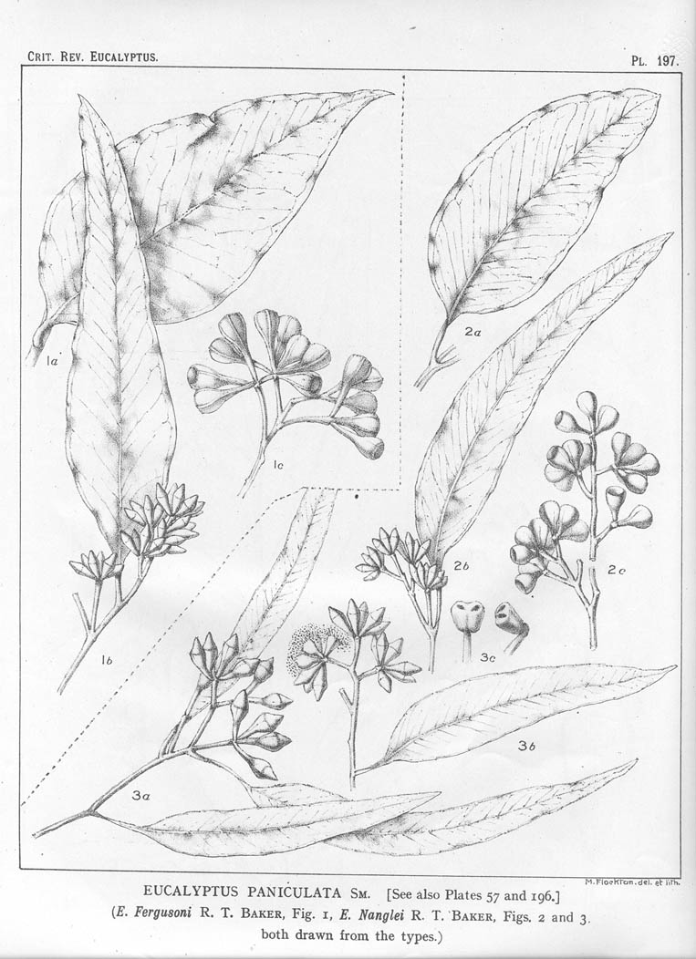A critical revision of the genus Eucalyptus (Volume 5): Plate 197