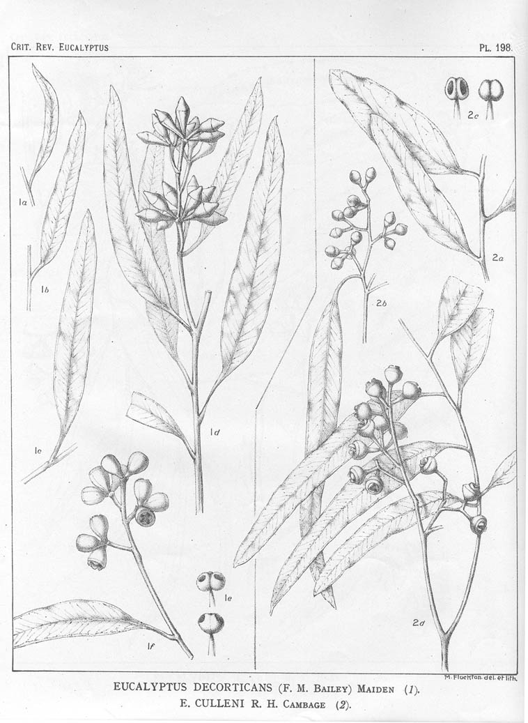 A critical revision of the genus Eucalyptus (Volume 5): Plate 198