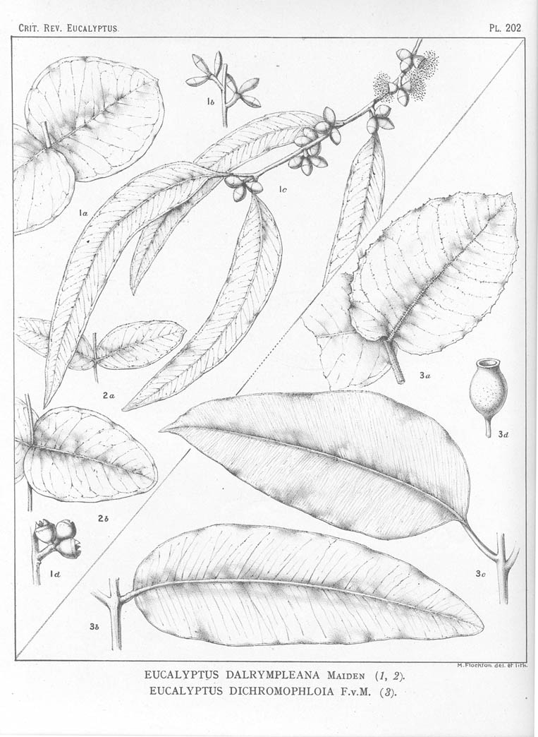 A critical revision of the genus Eucalyptus (Volume 5): Plate 202