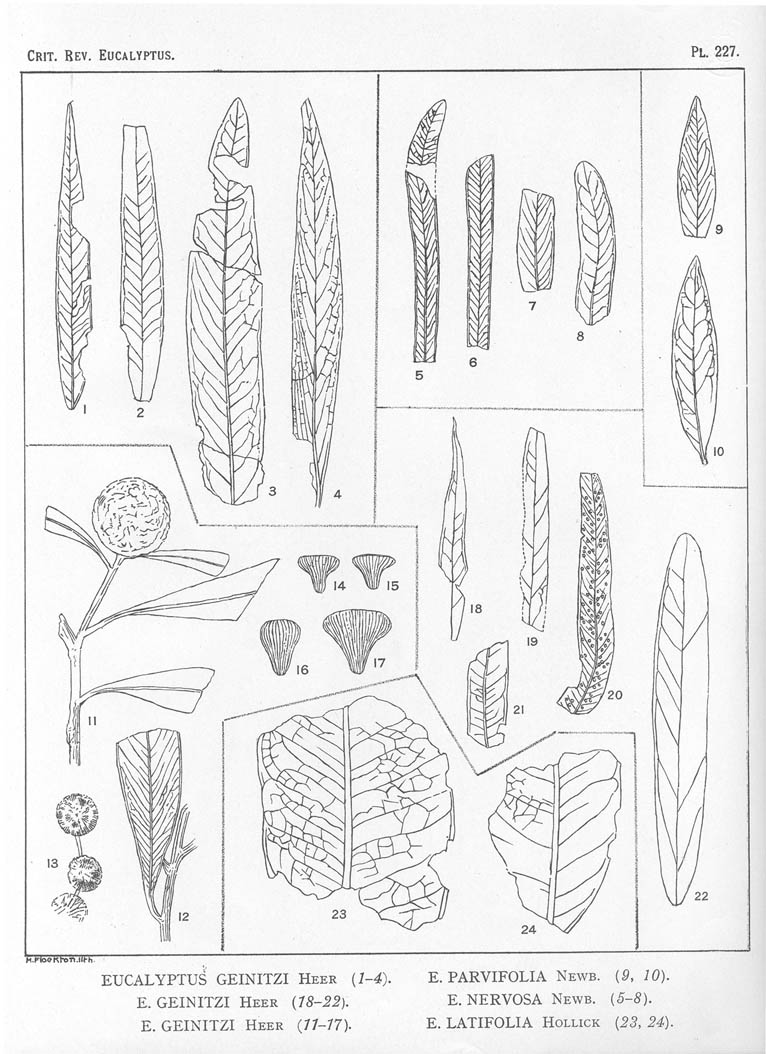 A critical revision of the genus Eucalyptus (Volume 6): Plate 227