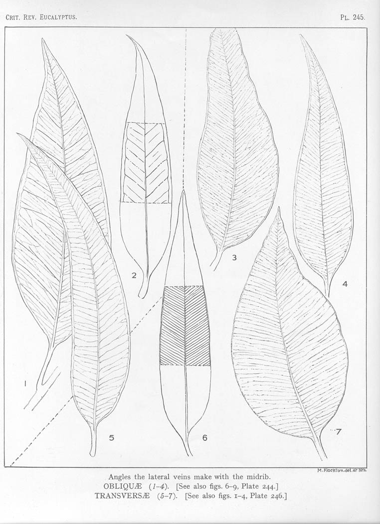 A critical revision of the genus Eucalyptus (Volume 6): Plate 245