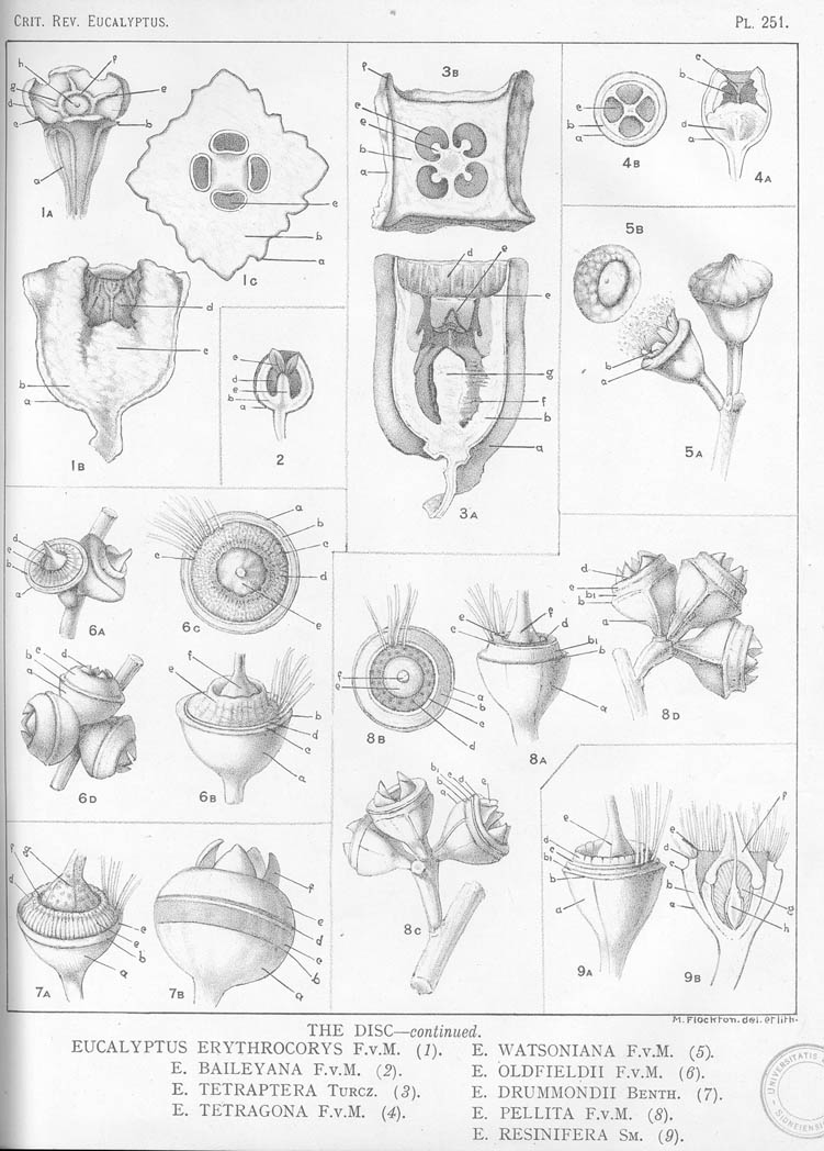 A critical revision of the genus Eucalyptus (Volume 7): Plate 251