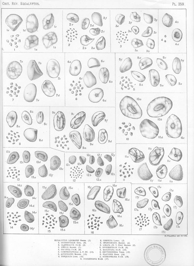 A critical revision of the genus Eucalyptus (Volume 7): Plate 259