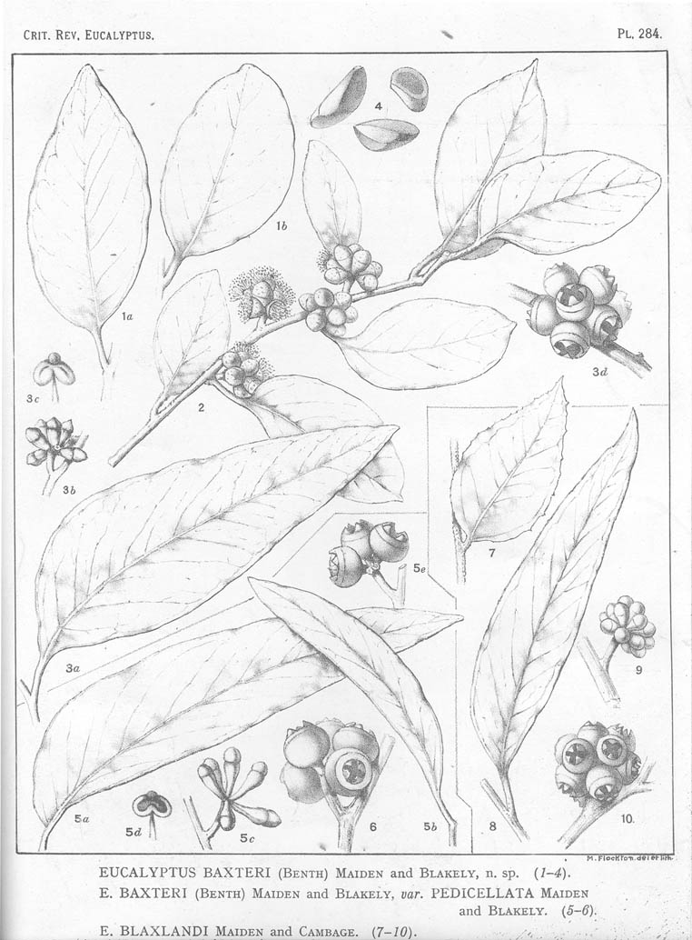 A critical revision of the genus Eucalyptus (Volume 7): Plate 284