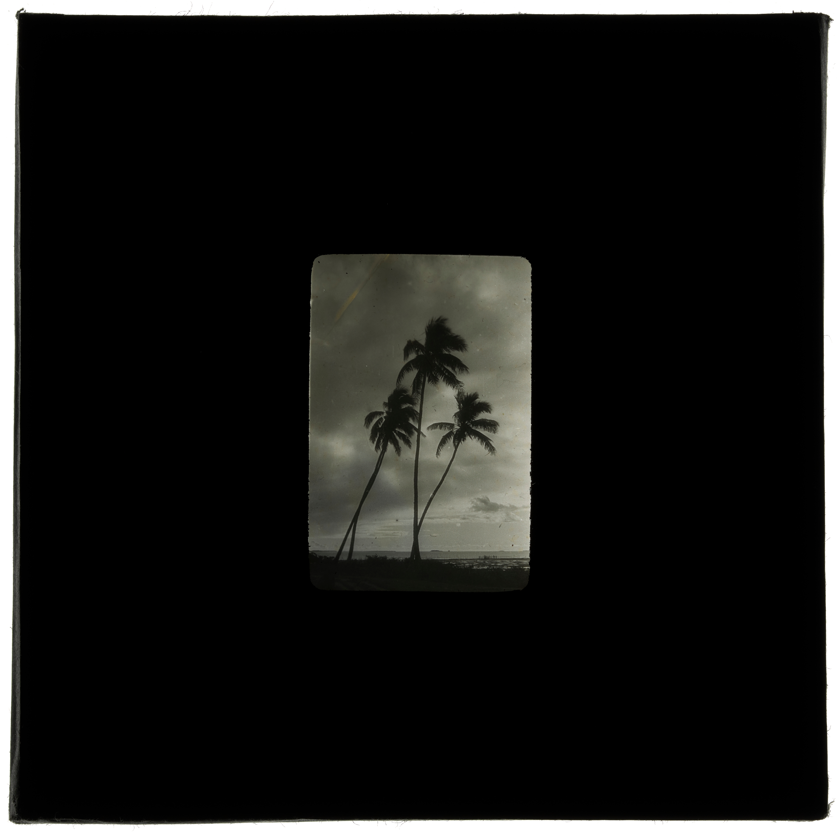 Silhouette of palm trees, Tonga