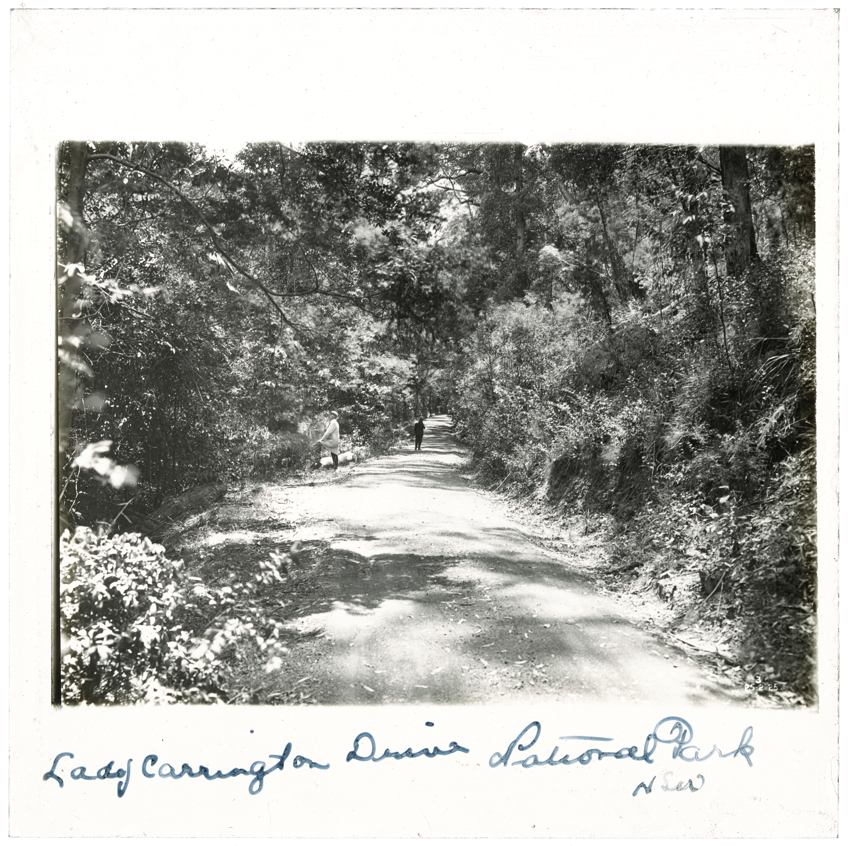 Lady Carrington Drive, Royal National Park, NSW