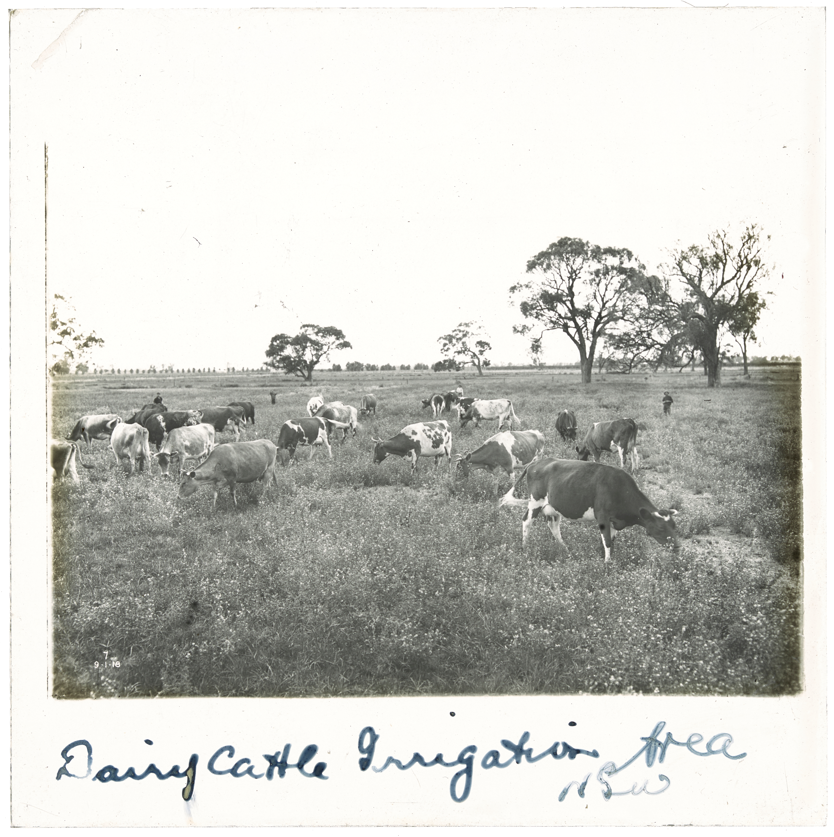 Dairy Cattle Irrigation Area NSW