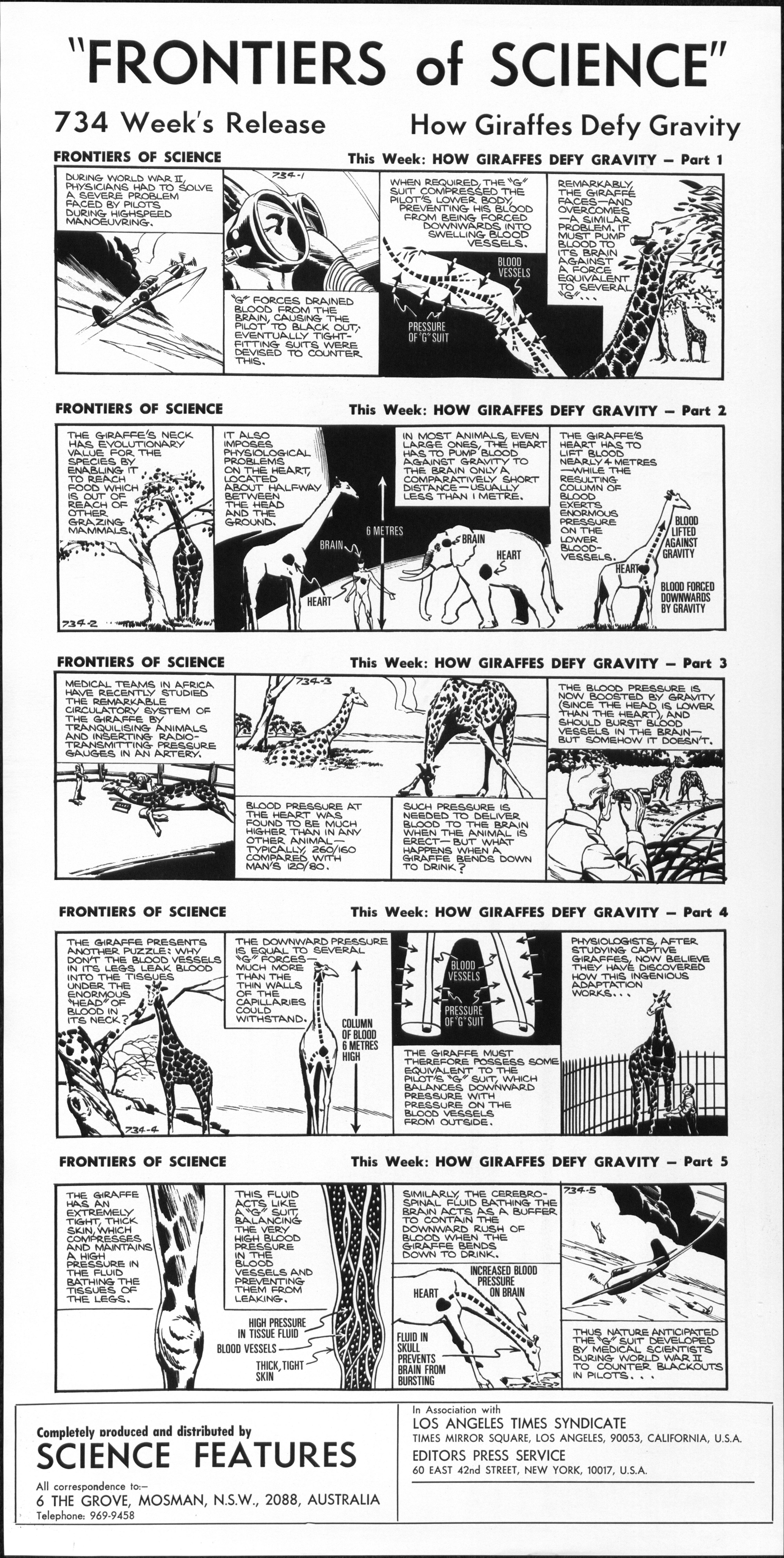 How giraffes defy gravity