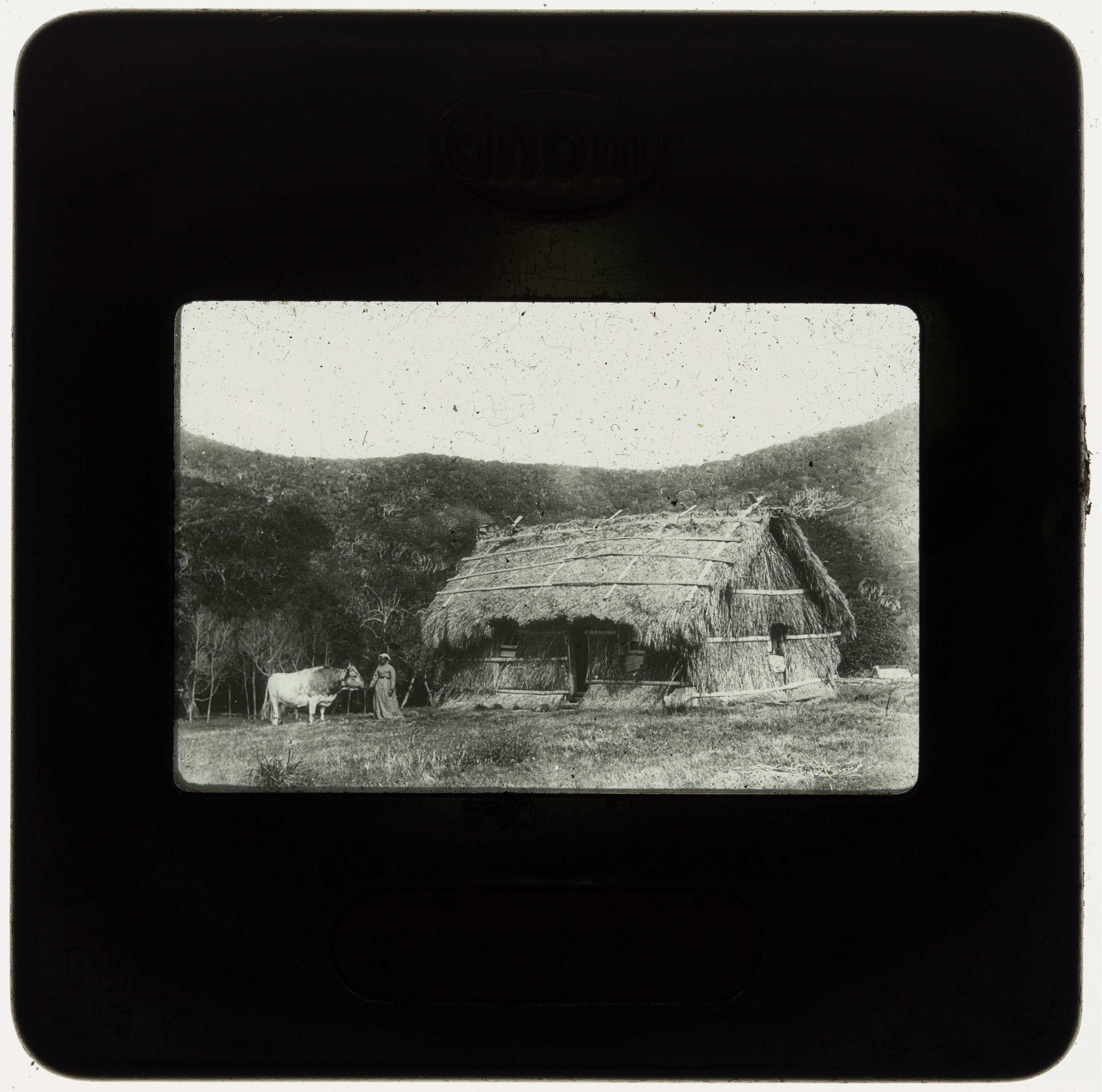 Palm thatched house, Lord Howe Island
