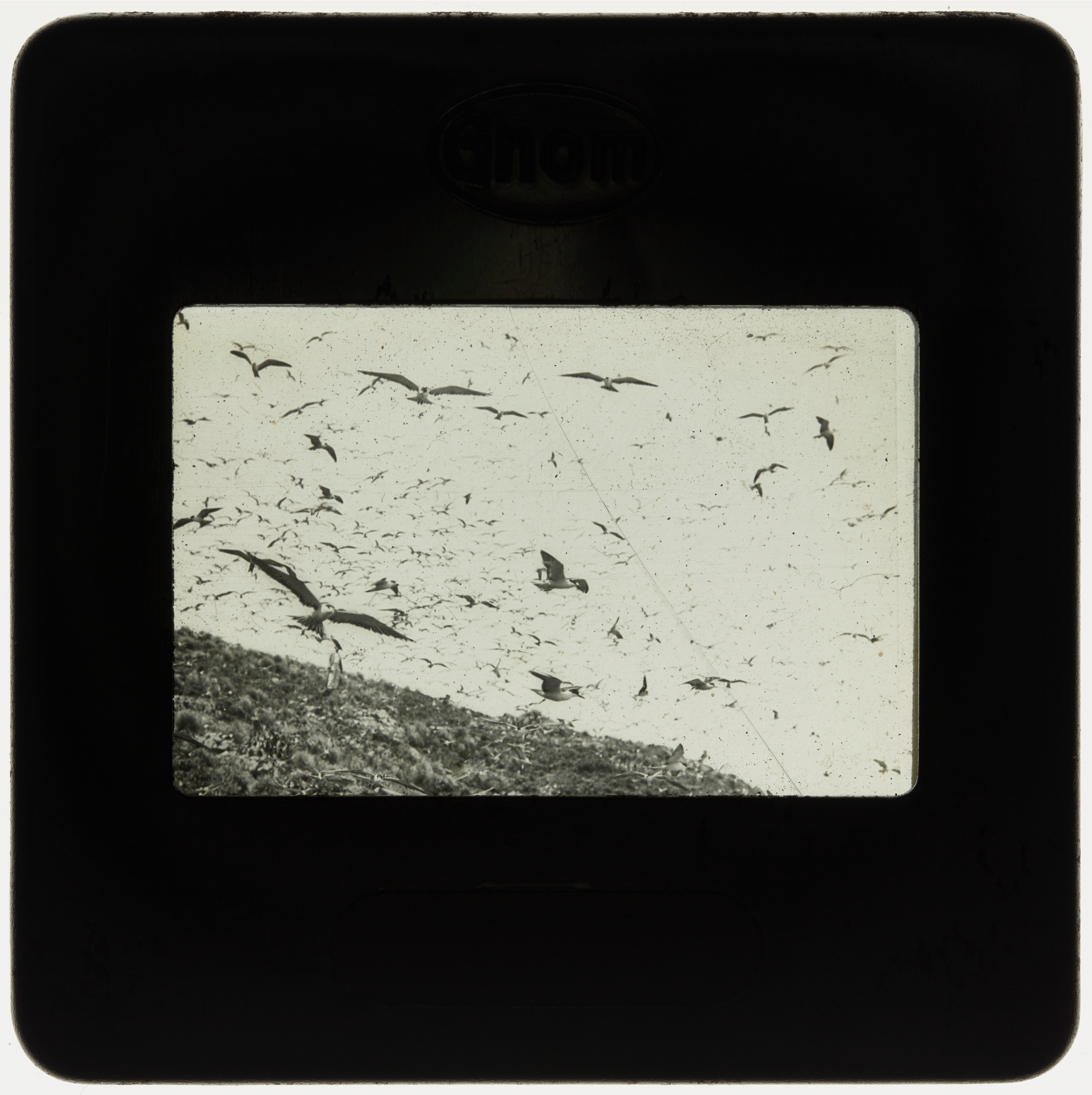 Flock of sooty terns, Lord Howe Island
