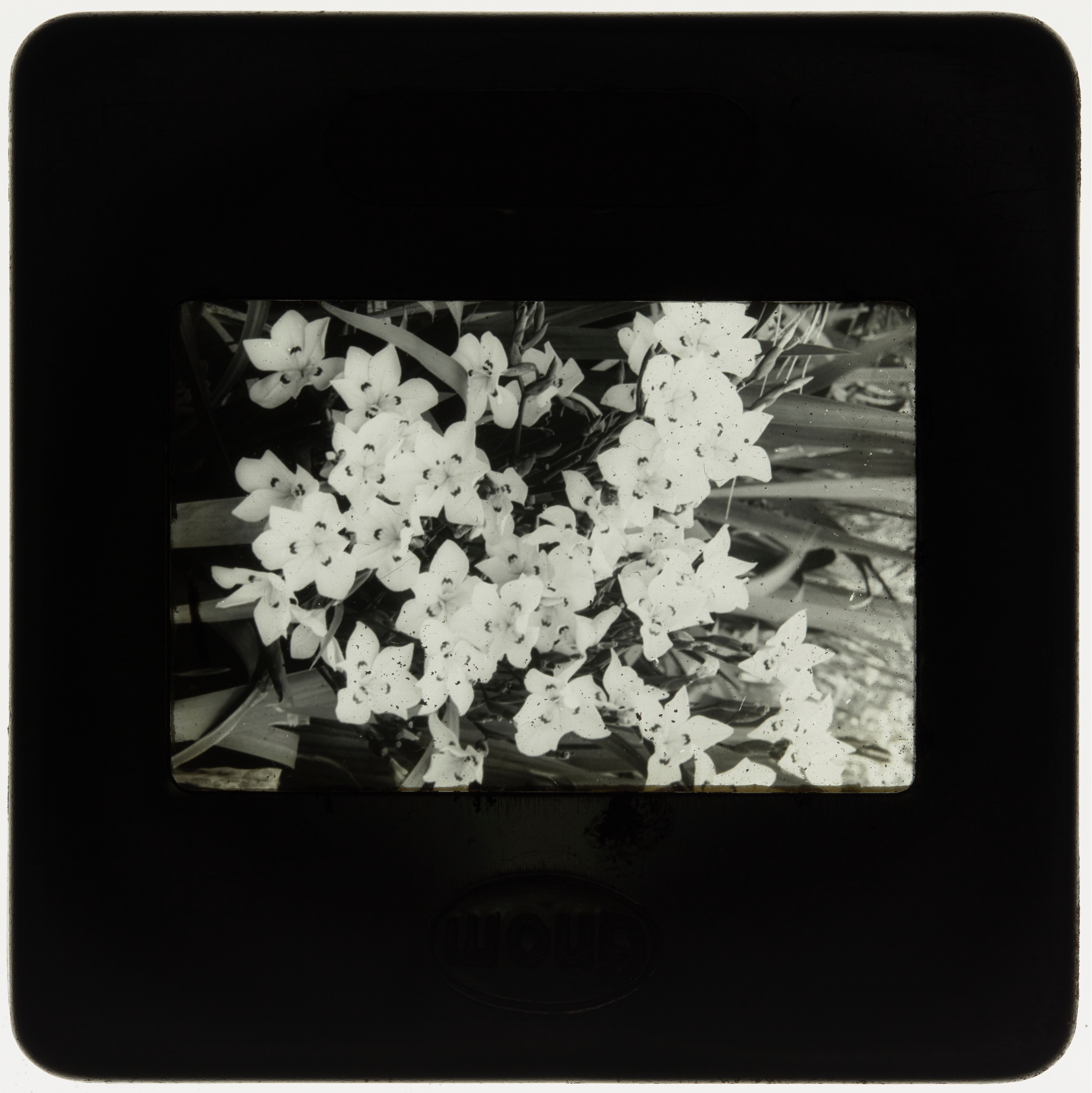 Lord Howe Wedding Lilies, Lord Howe Island