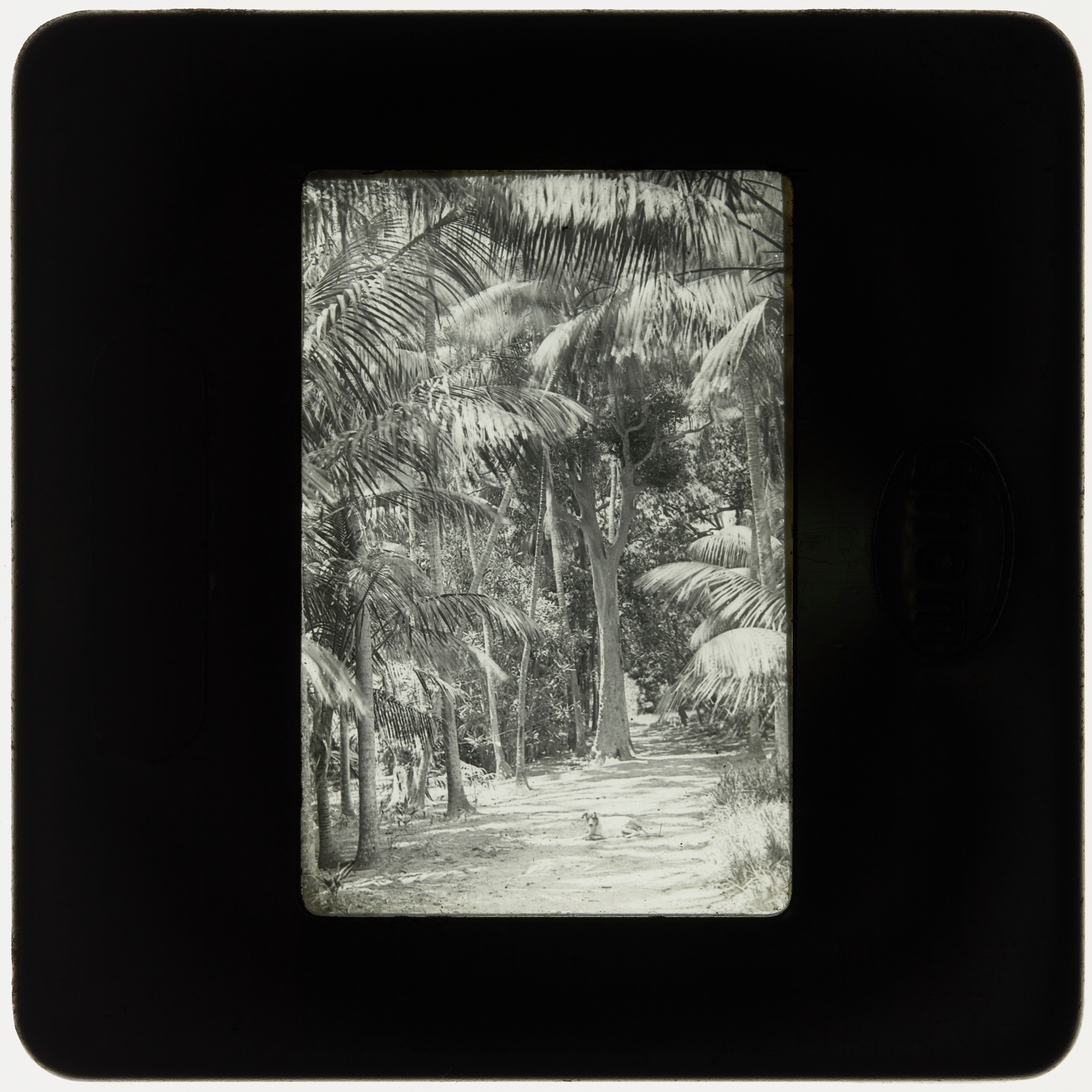 Dog on a path, Lord Howe Island