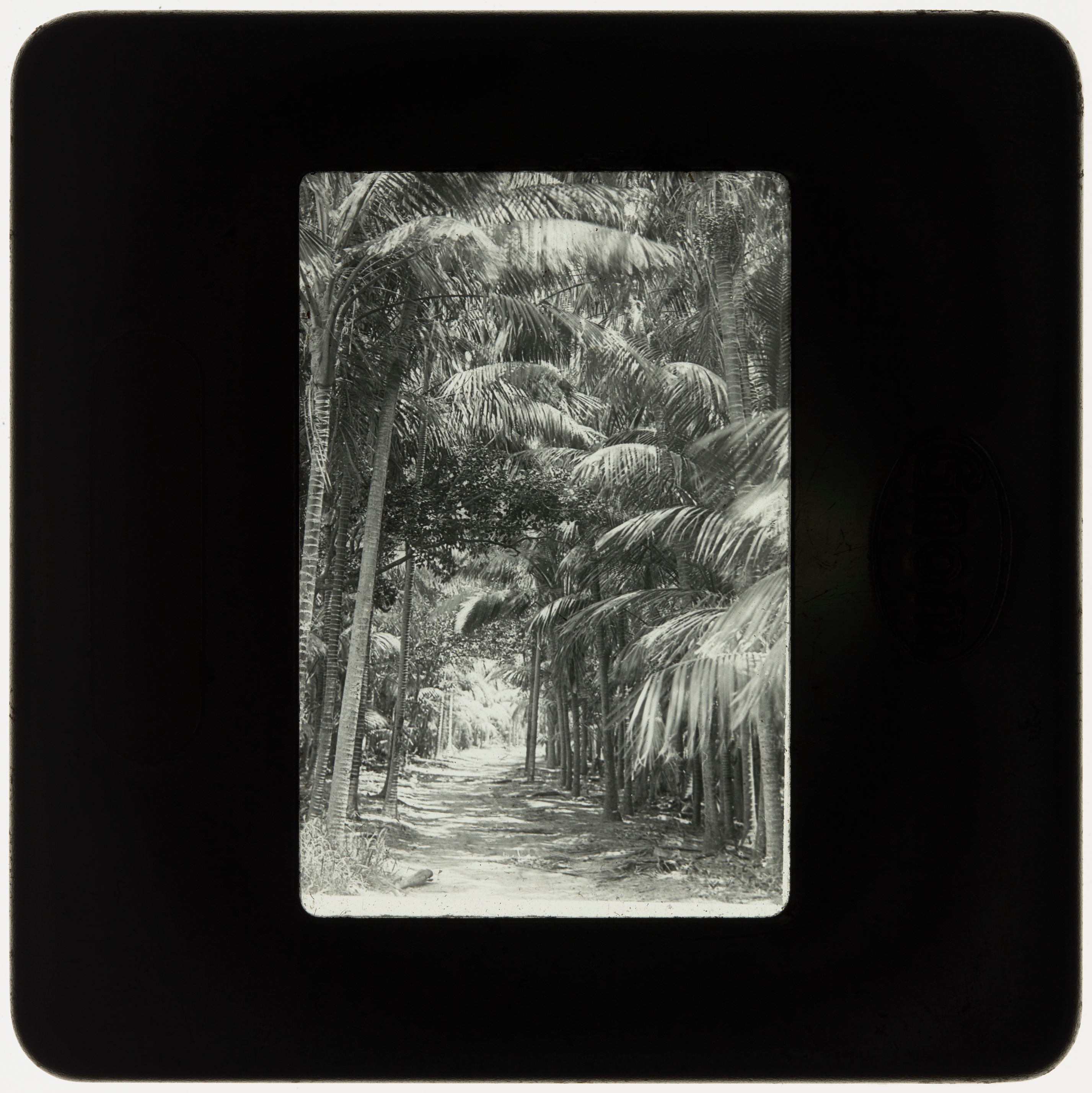 Path through forest of palm trees, Lord Howe Island