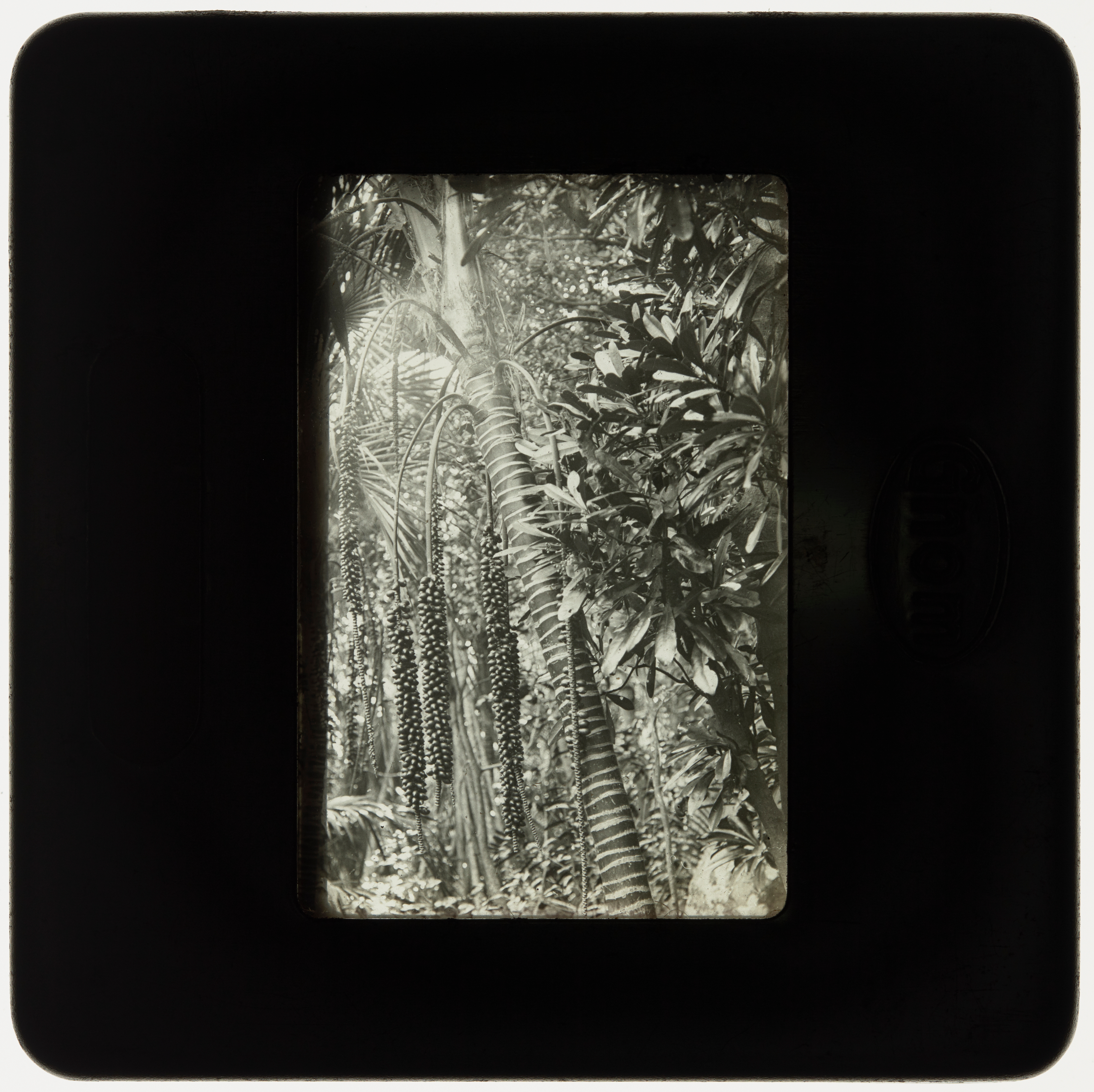 Fruiting Kentia Palm, Lord Howe Island