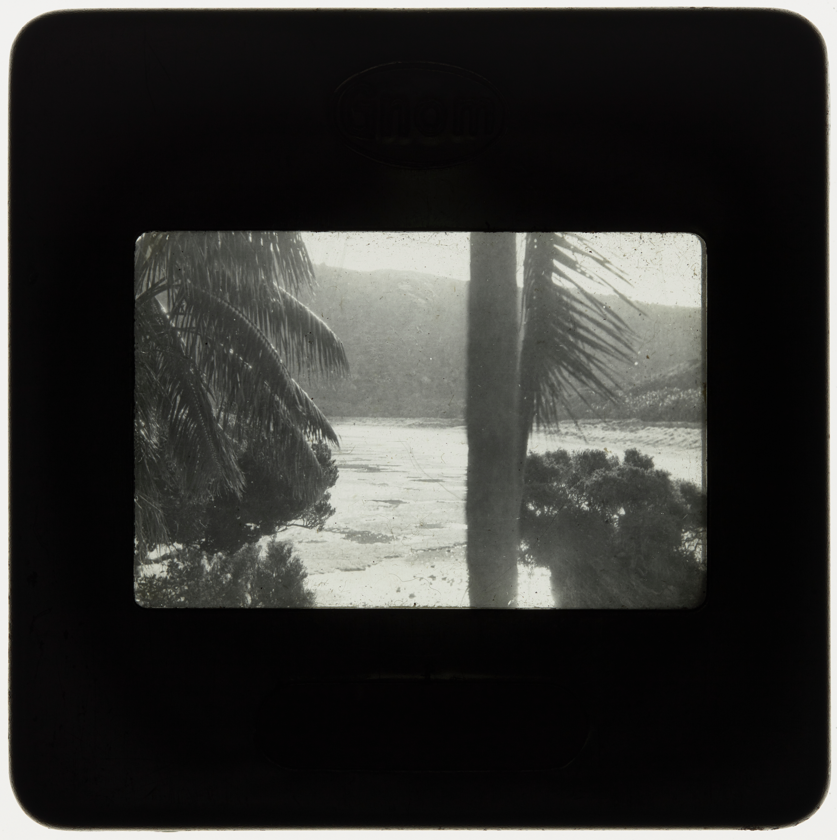 View through palm trees towards sandy beach, Lord Howe Island