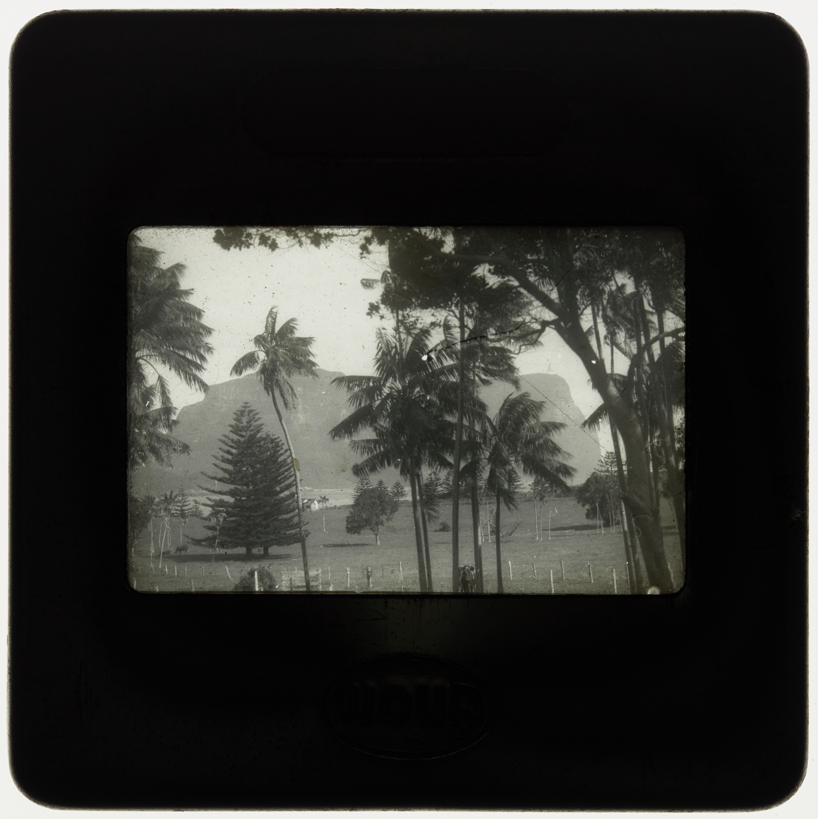 Cattle in pasture with Mt Gower in background, Lord Howe Island