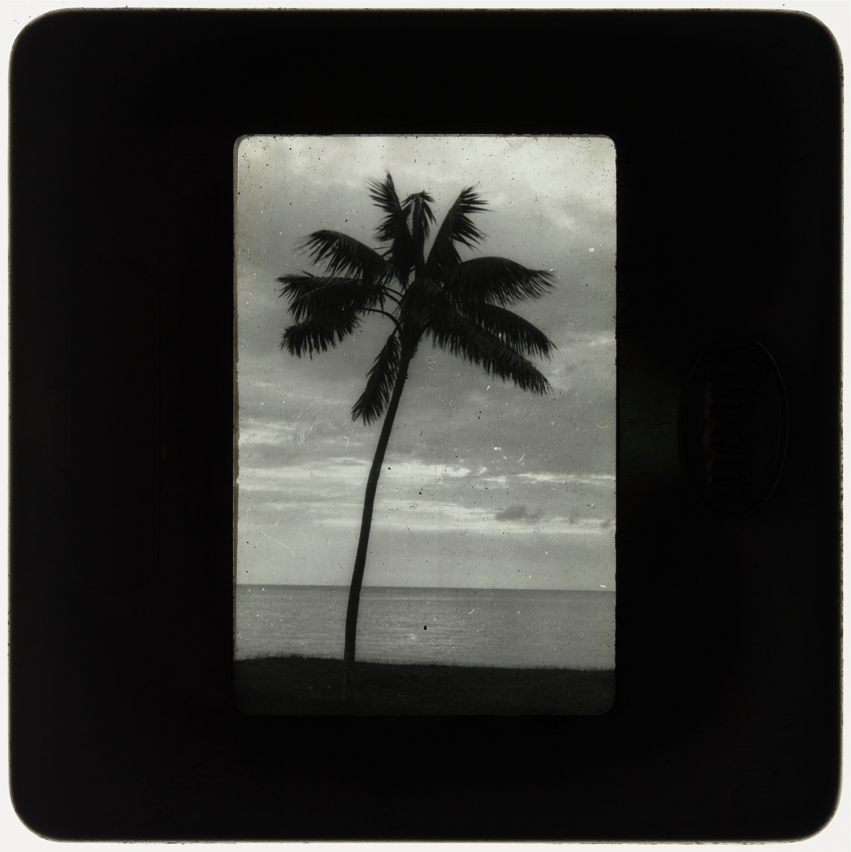 Single palm tree by the ocean, Lord Howe Island