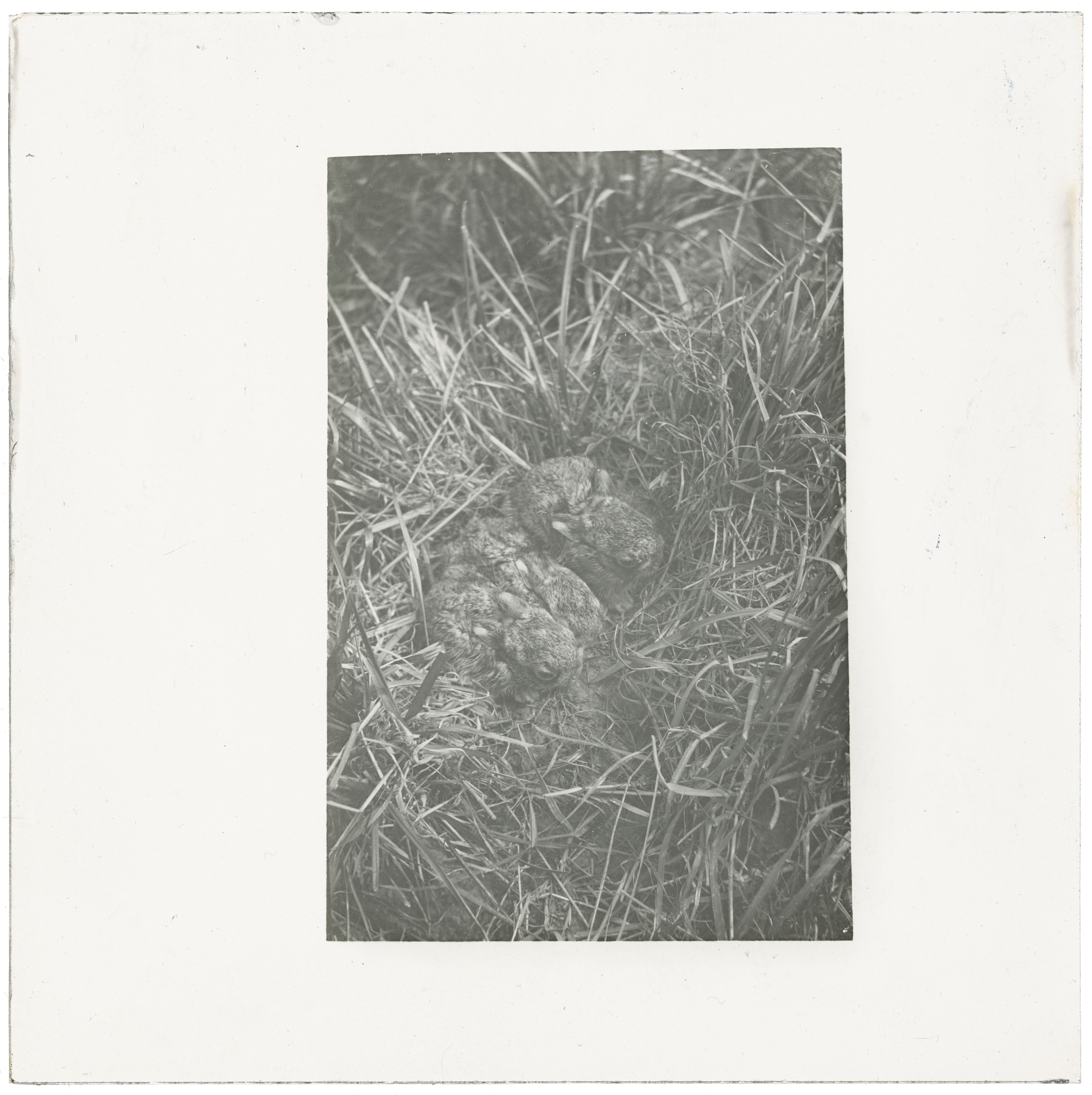 Three young hares, South Coast, N.S.W. 