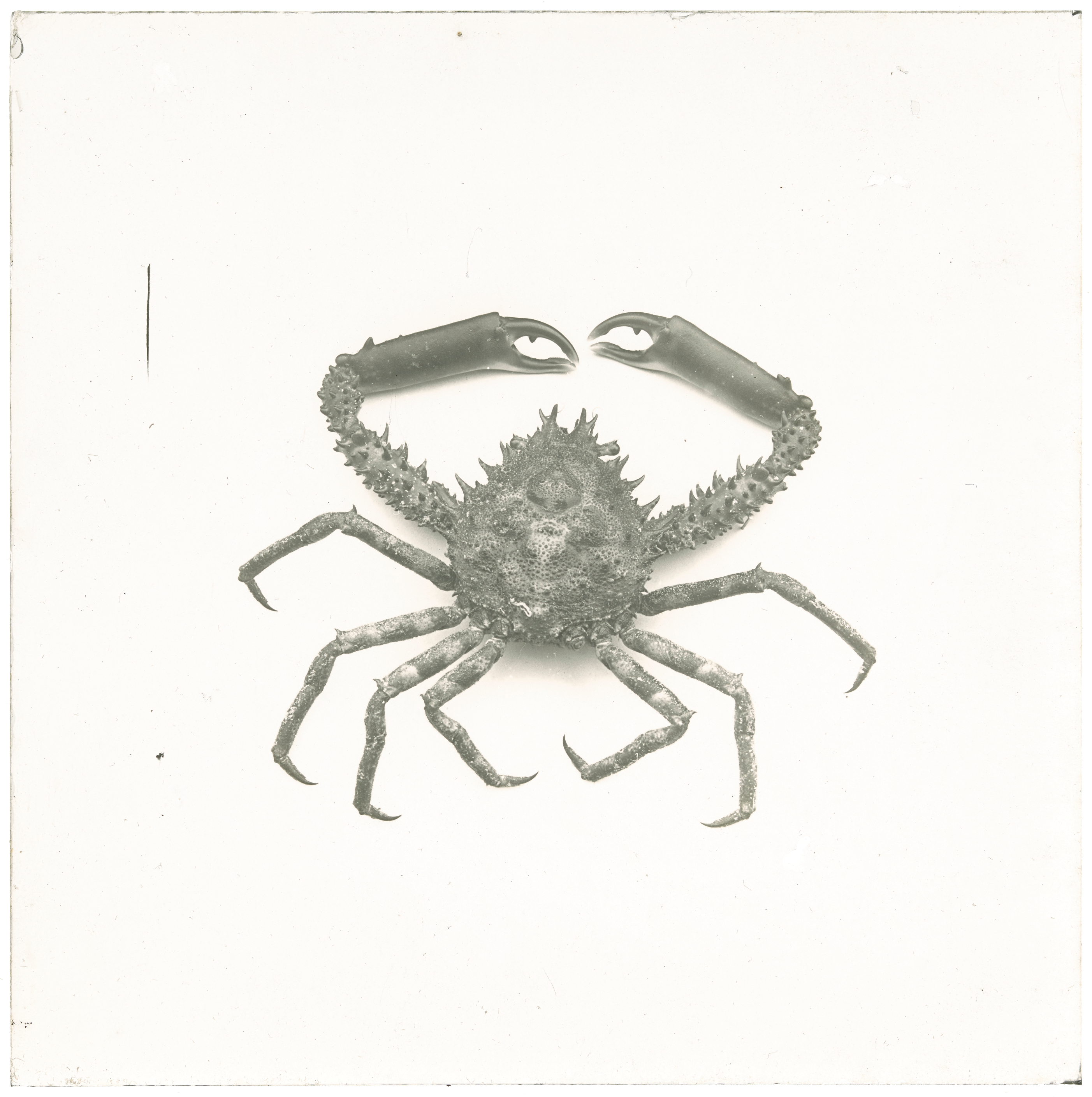 Unidentified spiky shelled crab