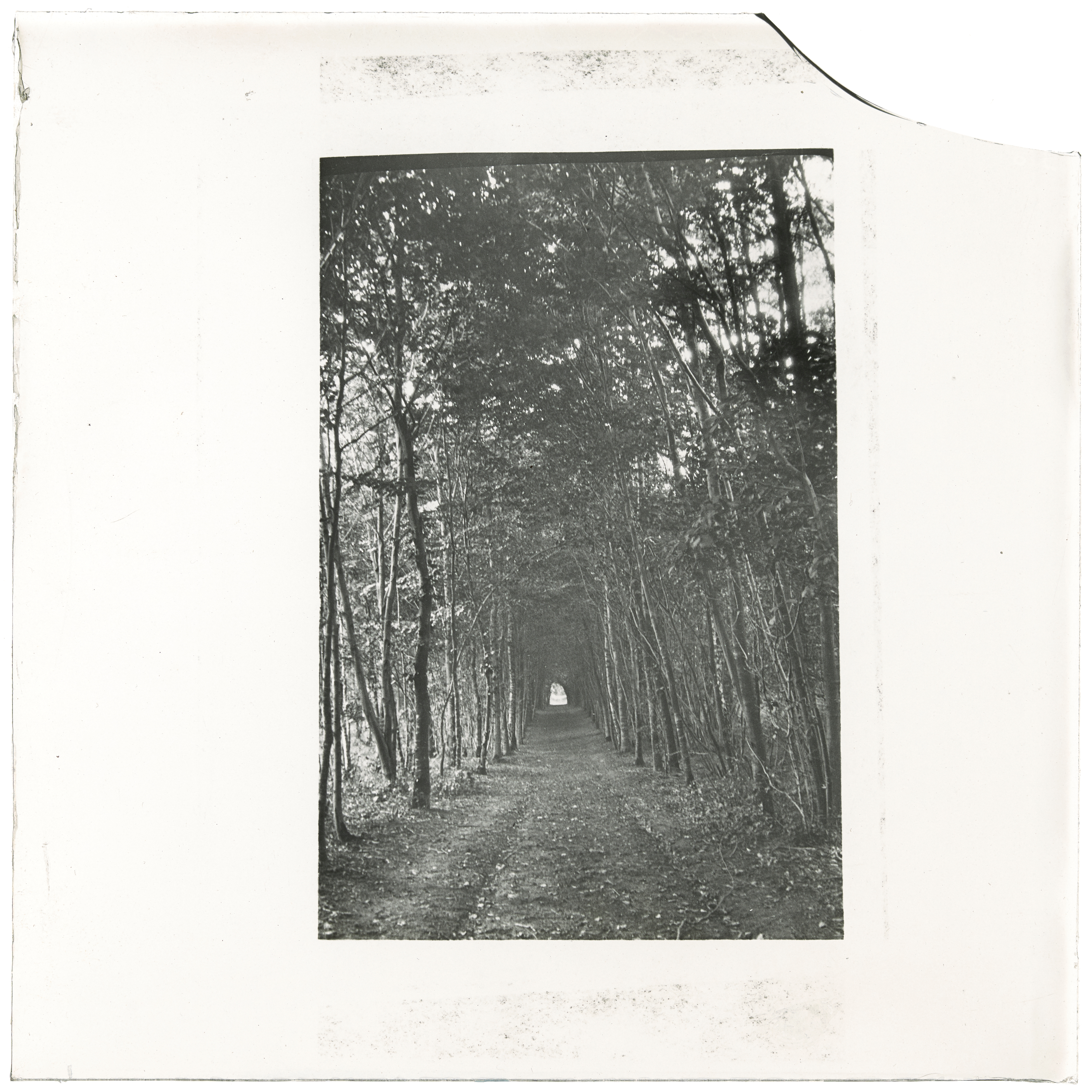 Avenue of trees, France