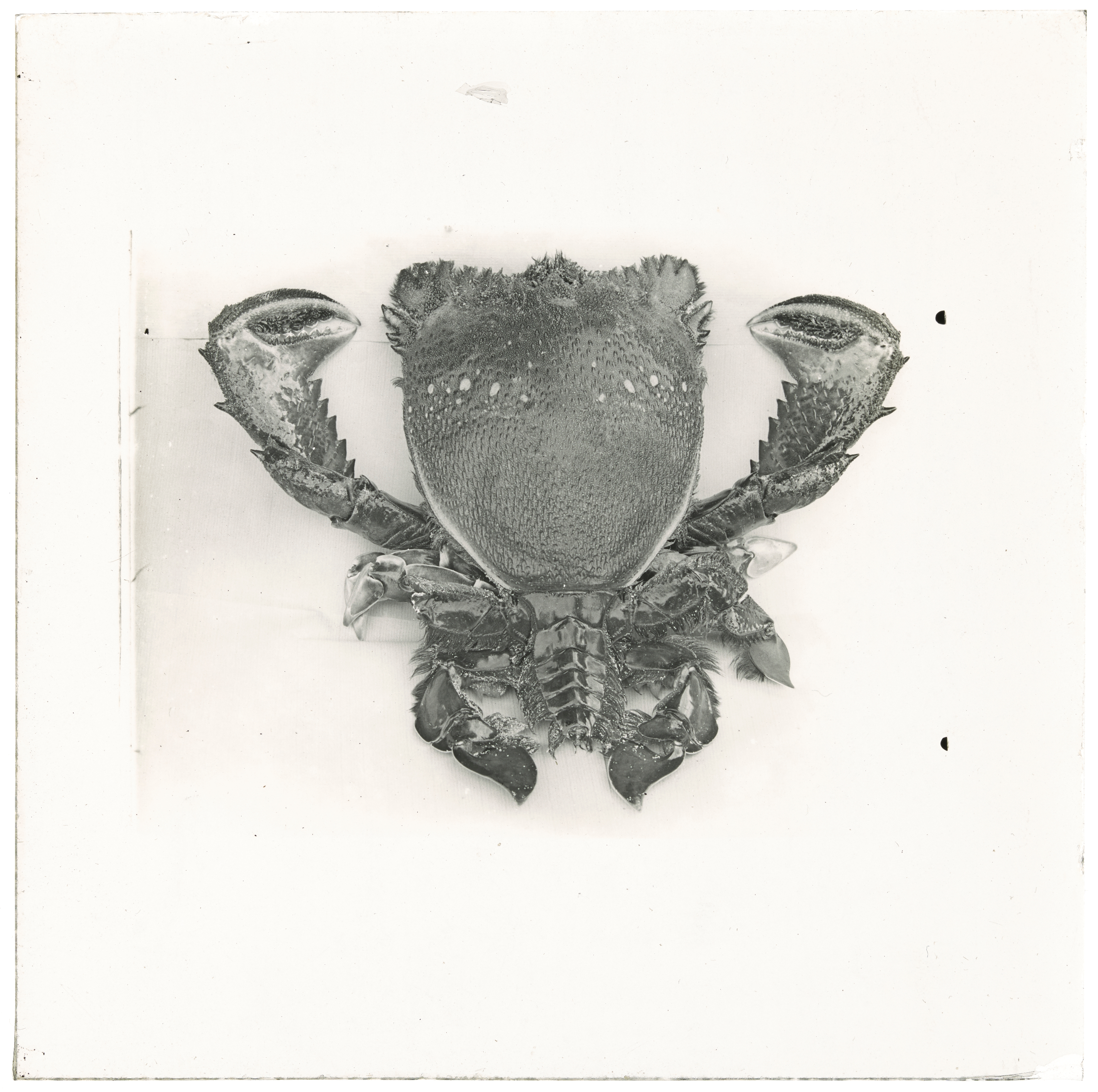 Spanner crab (red frog crab)