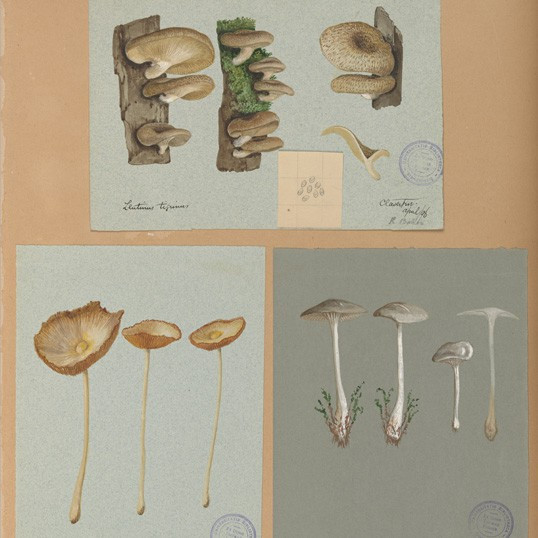 Watercolour drawings of Agaricaceae