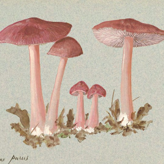 Watercolour drawings of Agaricaceae vol. 2