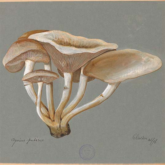Watercolour drawings of Agaricaceae vol. 1