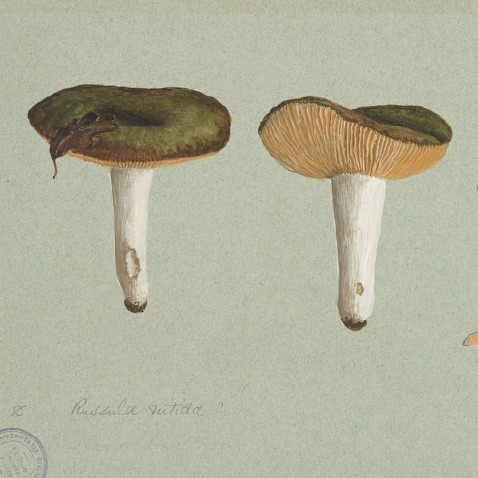 Watercolour drawings of Agaricaceae vol. 4