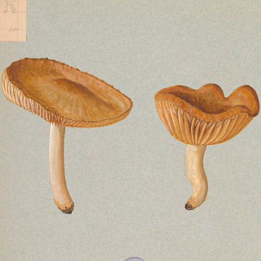 Watercolour drawings of Agaricaceae vol. 3