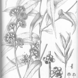 A critical revision of the genus Eucalyptus (Volume 1): Plate 1