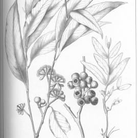 A critical revision of the genus Eucalyptus (Volume 1): Plate 2