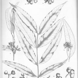 A critical revision of the genus Eucalyptus (Volume 1): Plate 3