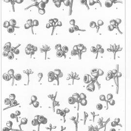 A critical revision of the genus Eucalyptus (Volume 1): Plate 4