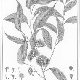 A critical revision of the genus Eucalyptus (Volume 1): Plate 5