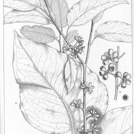 A critical revision of the genus Eucalyptus (Volume 1): Plate 6