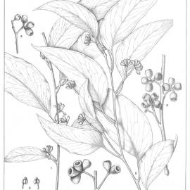 A critical revision of the genus Eucalyptus (Volume 1): Plate 7