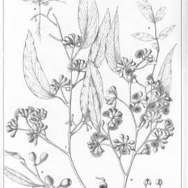 A critical revision of the genus Eucalyptus (Volume 1): Plate 8