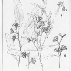 A critical revision of the genus Eucalyptus (Volume 1): Plate 9
