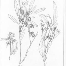 A critical revision of the genus Eucalyptus (Volume 1): Plate 10