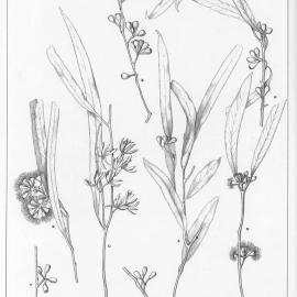 A critical revision of the genus Eucalyptus (Volume 1): Plate 11